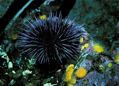 Purple Sea Urchin