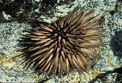 Rock Boring Urchin