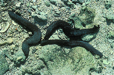 Sea Cucumbers