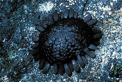 Shingle Urchin