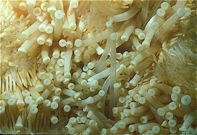 Starfish Tube Feet