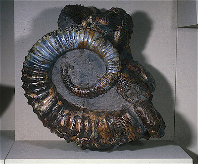 Ammonite