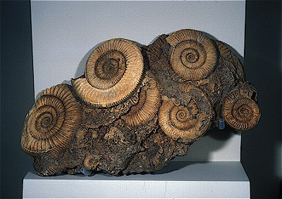 Ammonites