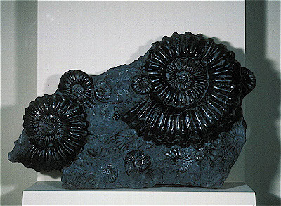 Ammonites