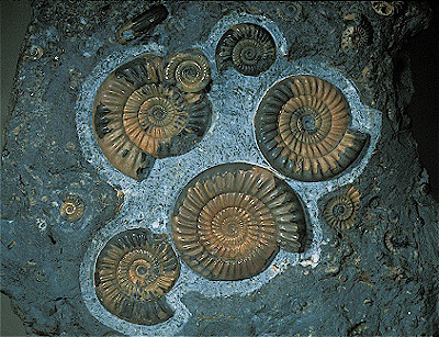 Ammonites