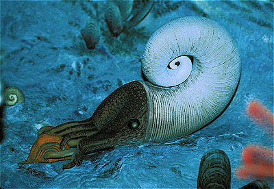 cephalopod