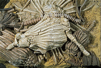 Crinoids