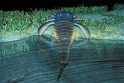 Eurypterid 