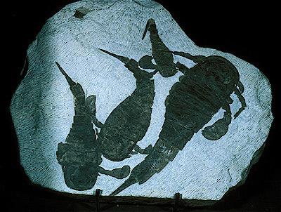 Eurypterid (Fossils)