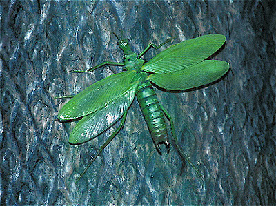 Primitive Insect (Reconstruction)