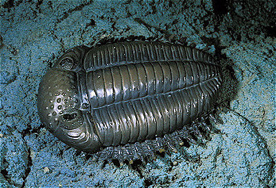 Trilobite (Reconstruction)