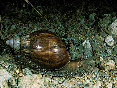 African Giant Snail