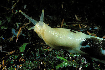 Banana Slug