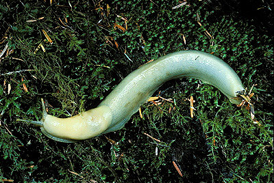 Banana Slug