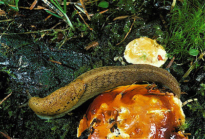 European Black Slug