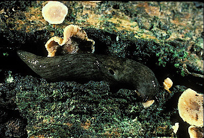 Common Garden Slug