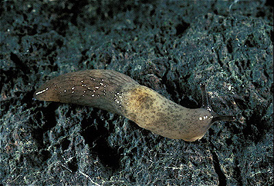 Garden Slug