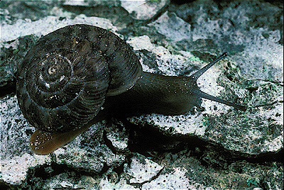 Land Snail