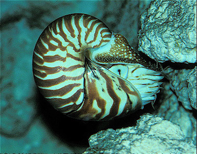 Chambered Nautilus