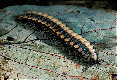 Forest Floor Millipede