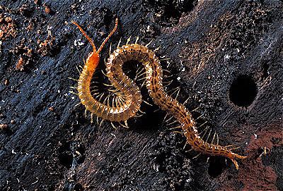 Geophilomorph Centipede