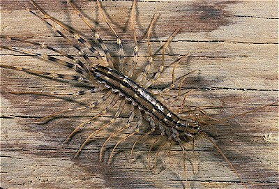 House Centipede