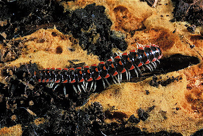 Millipede