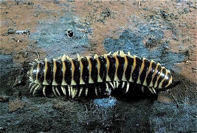 Millipede