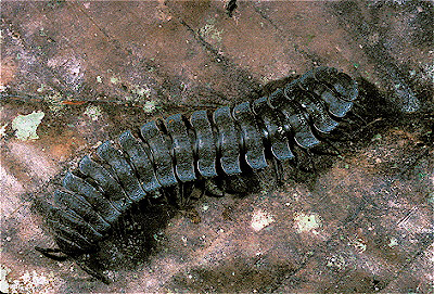 Millipede