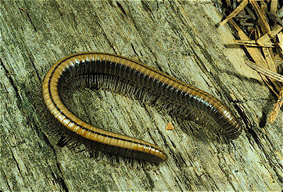 Millipede