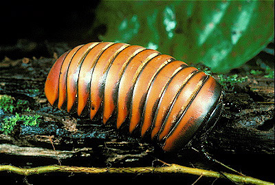 Giant Pill  Millipede