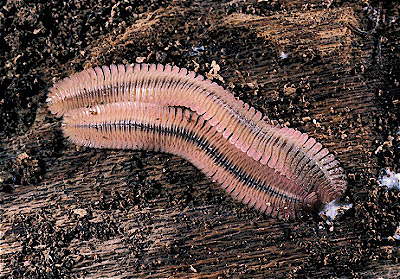 Platydesmid Millipedes