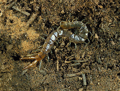 Scolopendromorph Centipede