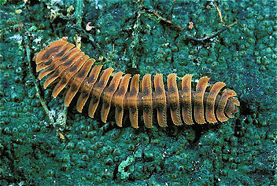 Polydesmid Millipede