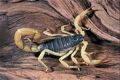 Black Backed scorpion