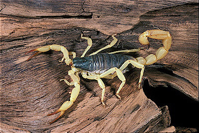 Black Backed scorpion