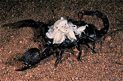 Emperor scorpion