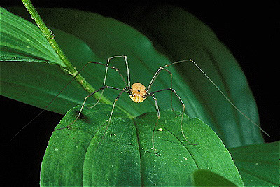 Harvestman