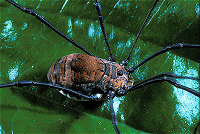 Harvestman