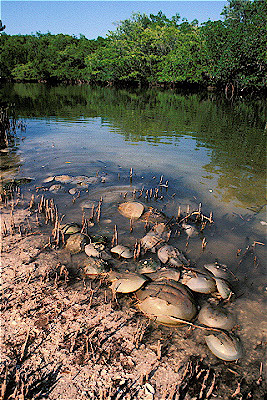 Horseshoe Crab