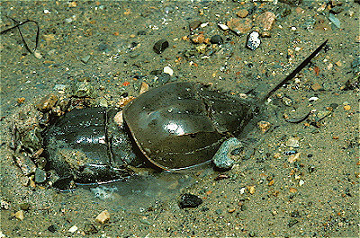 Horseshoe Crab