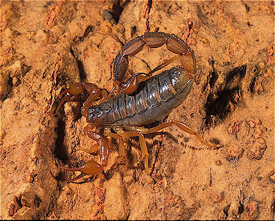 Madagascar Dwarf scorpion