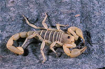 Sand Scorpion