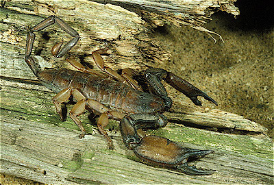 African scorpion