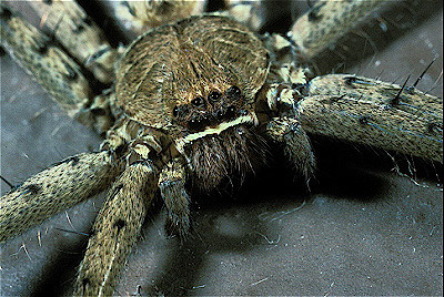 Galapagos Huntsman Spider  