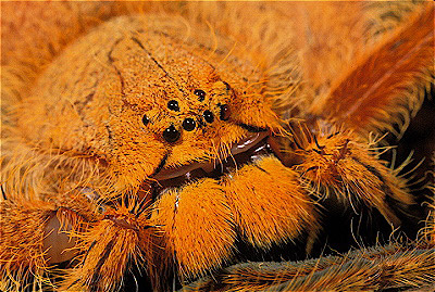Malayan Huntsman Spider  