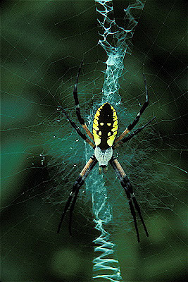 Golden Garden Spider 