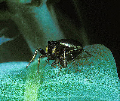 Jumping Spider