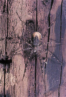 Nursery-Web Spider