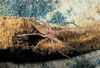 Nursery-Web Spider